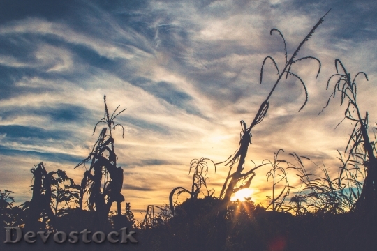 Devostock Sunset Silhouette Plants Sky