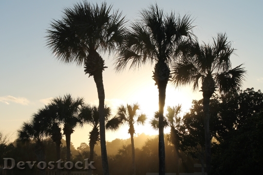 Devostock Sunset Through Palms Beach