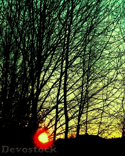 Devostock Sunset Tree Branches Silhouette