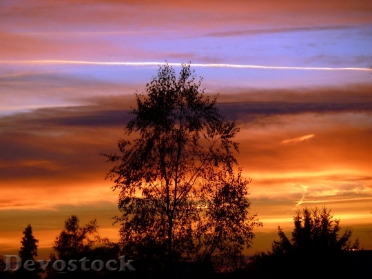 Devostock Sunset Tree Silhouette Colorful