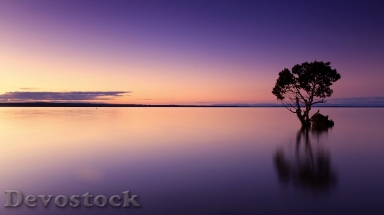 Devostock Sunset Tree Water Silhouette