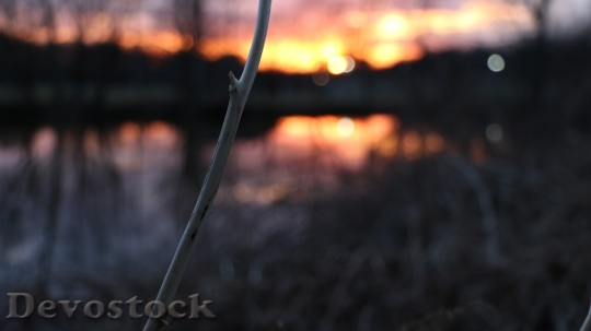 Devostock Sunset Twig Nature Scenic
