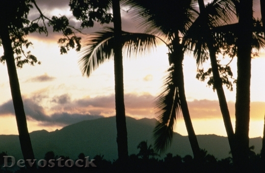 Devostock Sunset With Palms