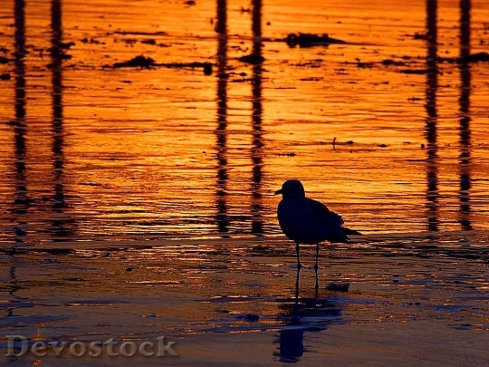 Devostock Sunsets Seagulls