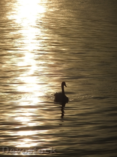 Devostock Swan Evening Sun Sunset