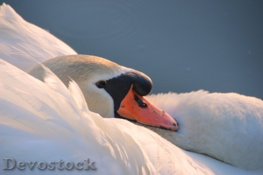 Devostock Swan Mute Swan Cygnus 10