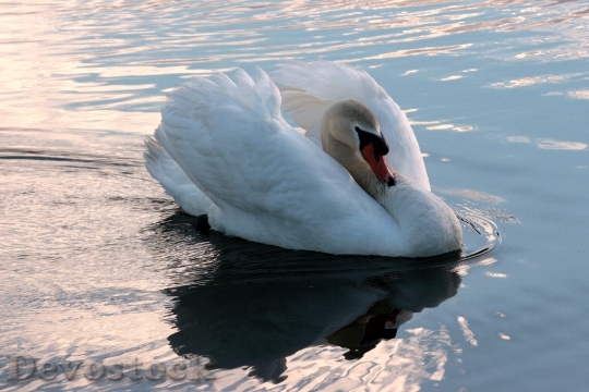 Devostock Swan Mute Swan Cygnus 4