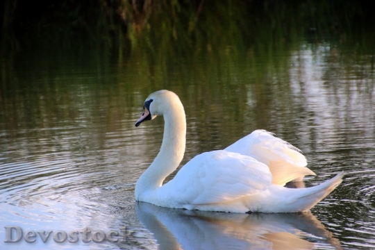 Devostock Swan Mute Swan Cygnus 5