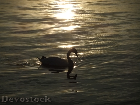 Devostock Swan Pet Evening Sun