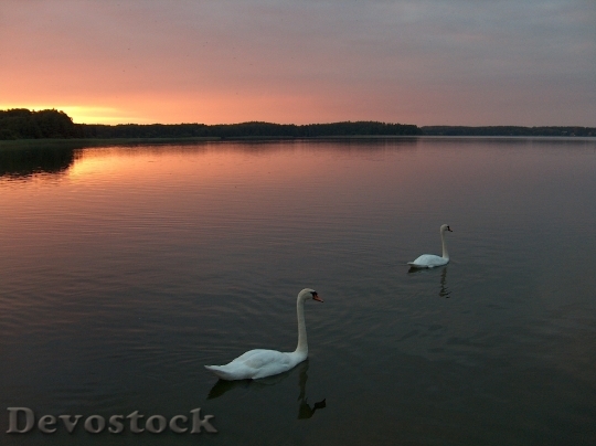 Devostock Swan Sunset Lake Nature