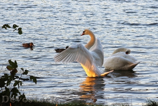 Devostock Swan Wing Sunset Water