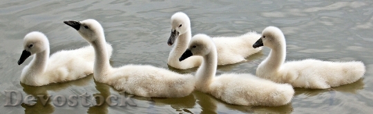 Devostock Swans Baby Swans Water Waterfowl 158686.jpeg