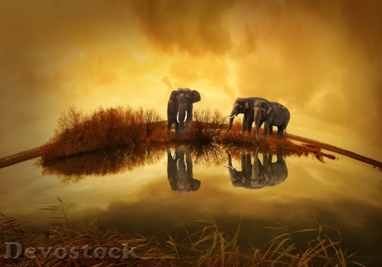 Devostock Thailand Elephant Sunset Nature