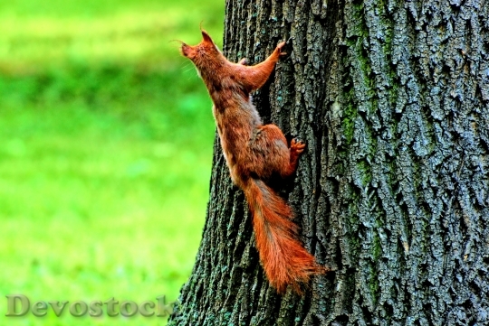 Devostock The Squirrel Nature Animal