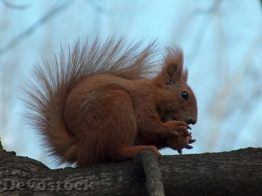Devostock The Squirrel Tree Walnut