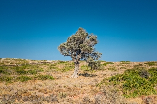 Devostock Tree Arid Desert Solo