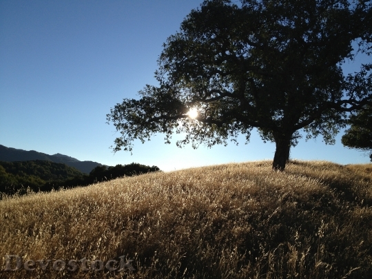 Devostock Tree California Hills Landscape