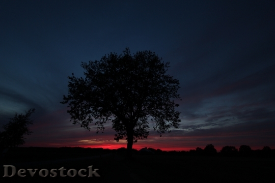 Devostock Tree Evening Twilight Mood