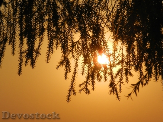 Devostock Tree Leaves Silhouette Sunset
