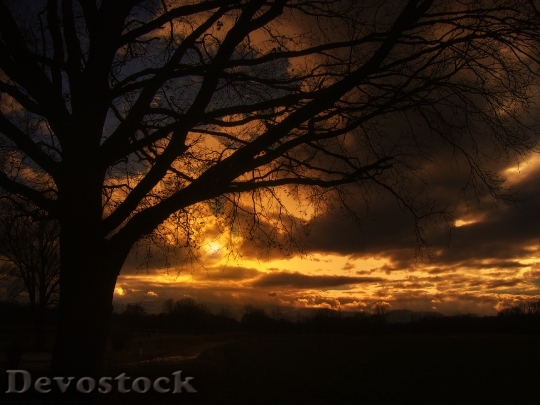 Devostock Tree Sunset Beautiful Sky 2