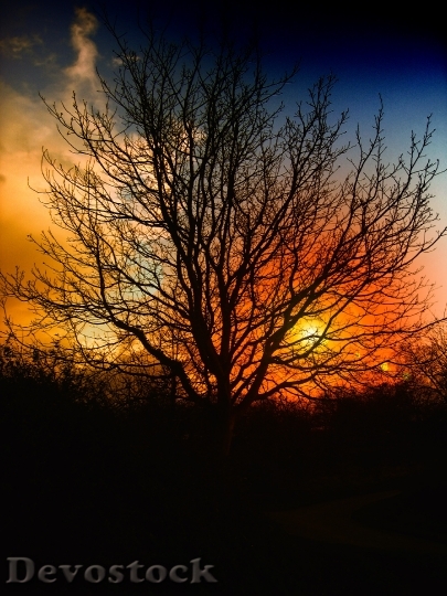 Devostock Tree Sunset Beautiful Sky 3