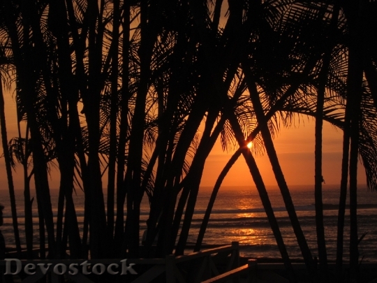 Devostock Tropical Sunset Water Palms