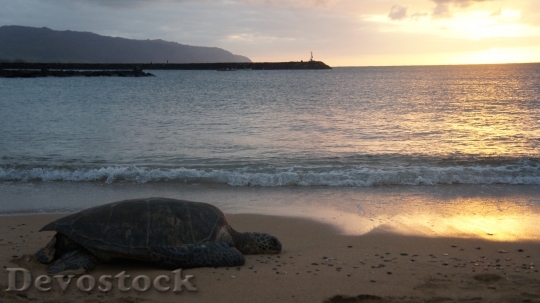 Devostock Turtle Sunset Beach Nature