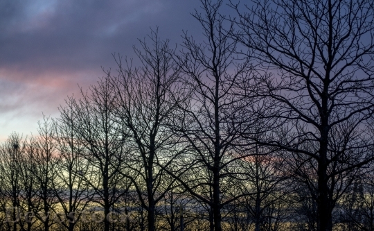 Devostock Twilight Trees Evening Skyline