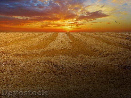 Devostock Wheat Field Cornfield Cereals