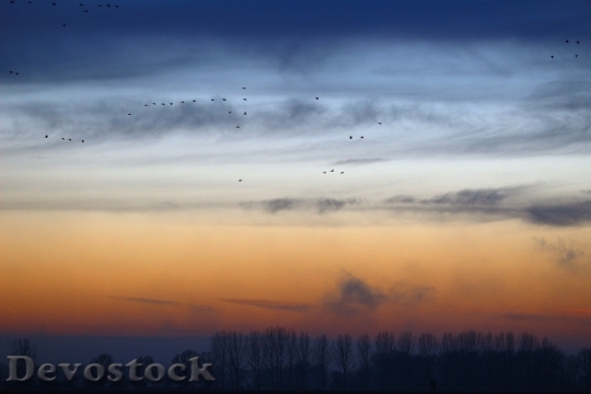 Devostock Wild Geese Evening Sky 0