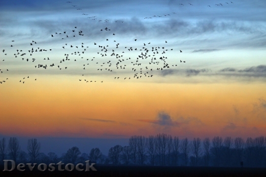 Devostock Wild Geese Evening Sky 1