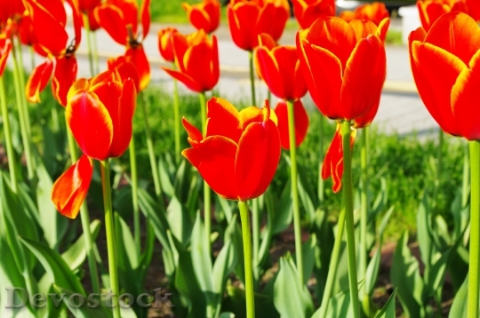 Devostock Different colors of Tulips from Japan  (14)