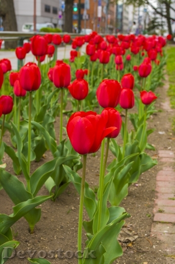 Devostock Different colors of Tulips from Japan  (16)