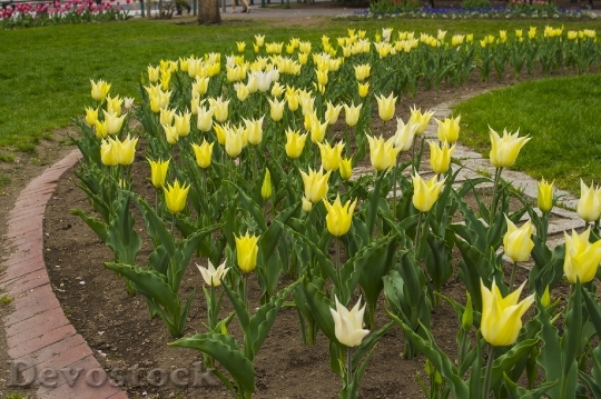 Devostock Different colors of Tulips from Japan  (17)