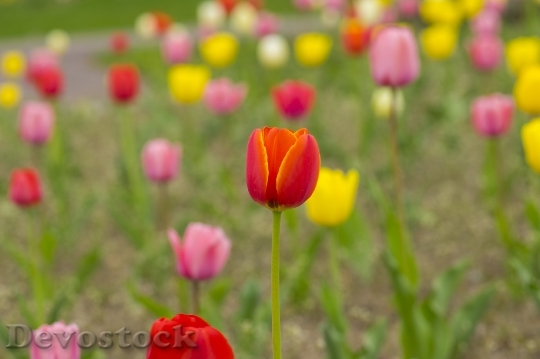 Devostock Different colors of Tulips from Japan  (24)