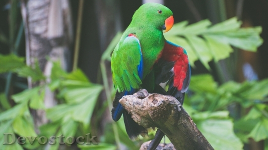 Devostock Different types of parrots with different colors (1)