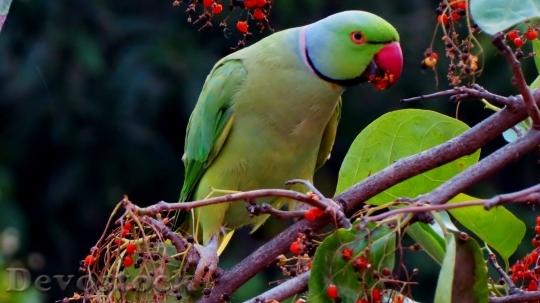 Devostock Different types of parrots with different colors (10)