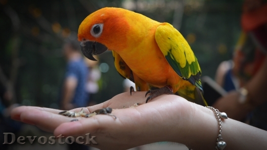 Devostock Different types of parrots with different colors (11)