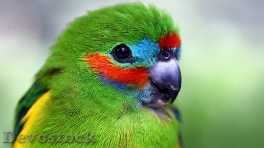 Devostock Different types of parrots with different colors (5)