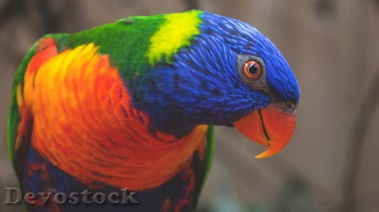 Devostock Different types of parrots with different colors (9)