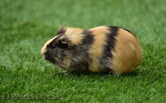 Devostock Domestic guinea pig  (5)
