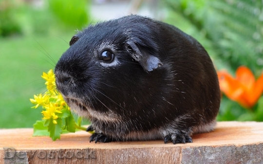 Devostock Domestic guinea pig  (6)