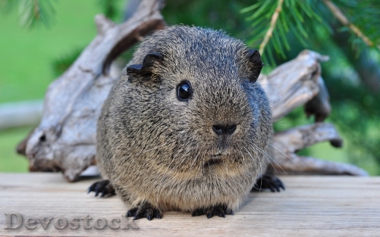 Devostock Domestic guinea pig  (9)