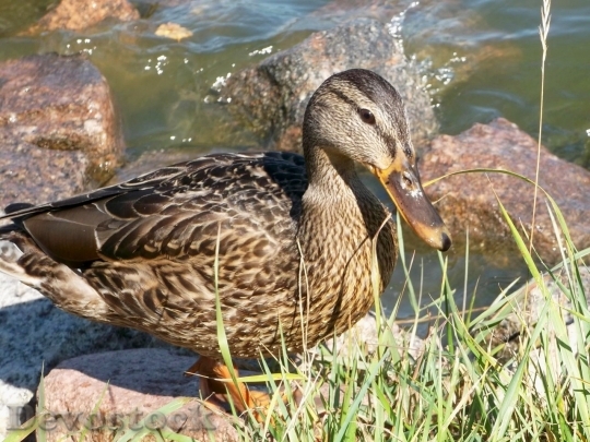 Devostock Duck  (100)
