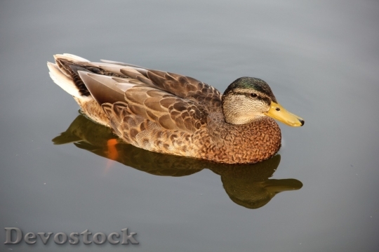 Devostock Duck  (124)