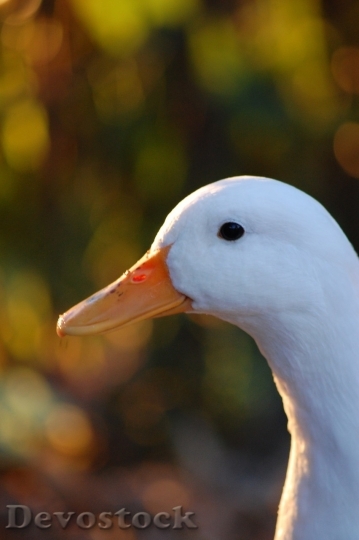 Devostock Duck  (14)