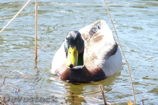 Devostock Duck  (142)