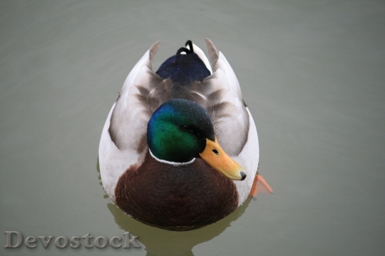 Devostock Duck  (143)