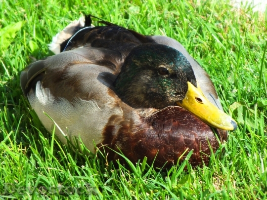 Devostock Duck  (145)