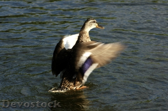 Devostock Duck  (146)